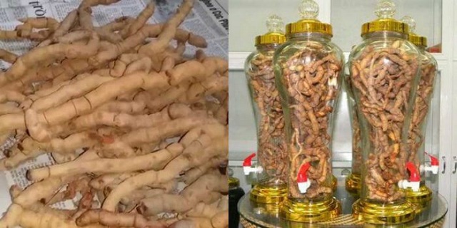 Ba kích ngâm rượu – Bài thuốc chữa yếu sinh lý hiệu quả