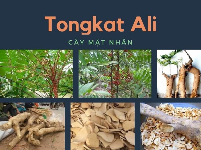 Chữa xuất tinh bằng cây Tongkat Ali