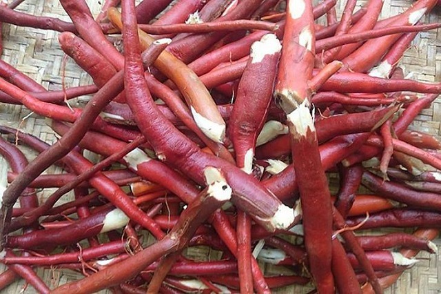 Tự chữa xuất tinh sớm tại nhà với rễ cau